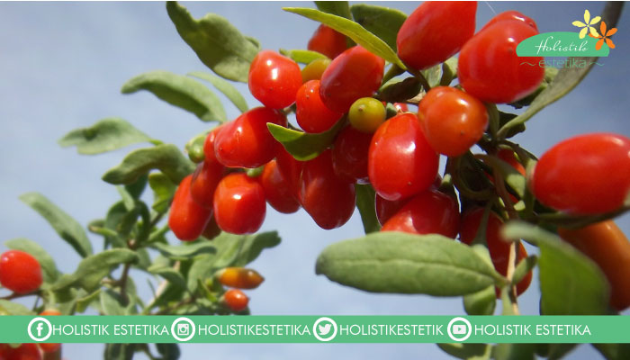 Goji 1